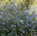 Ceanothus oliganthus oliganthus Hairy-Leaf Ceanothus