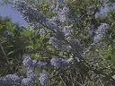 Ceanothus cyaneus Sierra Blue Ceanothus