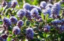 Ceanothus Celestial Blue