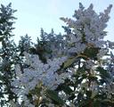 Ceanothus arboreus Owlswood Blue Island Mtn. Lilac
