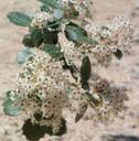 Ceanothus greggii vestitus Mountain Buckbrush