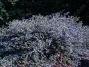 Ceanothus foliosus Wavy Leaf Mountain lilac