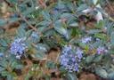 Ceanothus gloriosus porrectus Mt. Vision Ceanothus