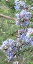 Ceanothus impressus impressus Santa Barbara Mtn. Lilac