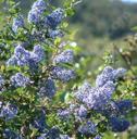 Ceanothus Mountain Haze
