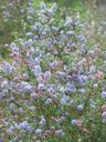 Ceanothus impressus nipomensis Arroyo Grande Lilac