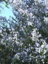 Ceanothus leucodermis White Bark California Lilac