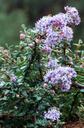 Ceanothus maritimus Bluff California Lilac
