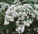 Ceanothus megacarpusX Tranquil Margarita Big Pod California Lilac