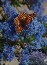 Ceanothus Julia Phelps Small Leaf Mountain Lilac