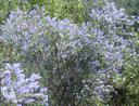 Ceanothus parryi