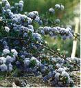 Ceanothus purpureus Hollyleaf Ceanothus