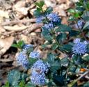 Ceanothus Mills Glory Holly Leaved California Mountain Lilac