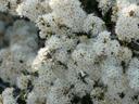 Ceanothus rigidus Snowball White Monterey Lilac