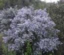 Ceanothus sorediatus Jim Bush