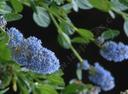 Ceanothus thyrsiflorus Skylark Blue Mountain Lilac