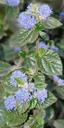 Ceanothus tomentosus Woolly Leaf Mtn. Lilac