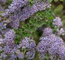 Ceanothus Blue Jeans Holly Leaf Mountain Lilac