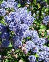 Ceanothus Frosty Blue Frosty Blue Mountain Blue