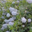 Ceanothus thyrsiflorus repens Low Blue Blossom