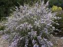 Ceanothus cuneatus Sierra mt. lilac Sierra Buckbrush
