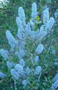 Ceanothus sorediatus Klamath Blue Blossum moutain lilac